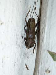 Susuacanga stigmatica