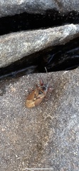 Gastrodes abietum