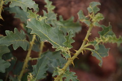 Solanum capense