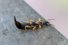 Cranopygia vitticollis