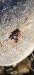 Gastrodes abietum