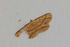 Synegia eumeleata