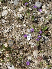 Campanula rhodensis