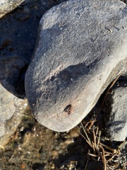 Gastrodes abietum