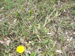 Salix repens argentea