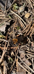 Andrena clarkella