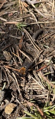 Andrena clarkella