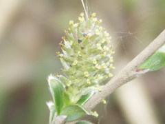 Salix repens argentea