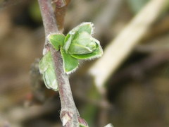 Salix repens argentea