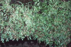 Selaginella ridleyi