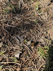 Andrena clarkella