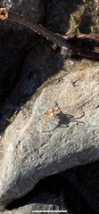 Araneae