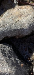 Araneae