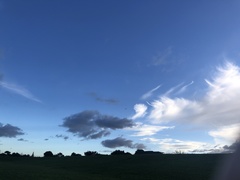 Chroicocephalus novaehollandiae