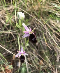 Ophrys bertolonii