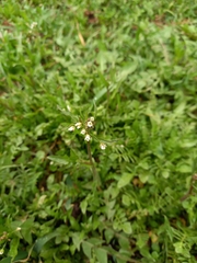 Capsella bursa-pastoris