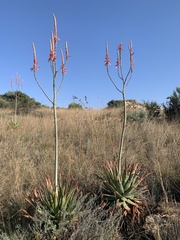 Aloe pretoriensis