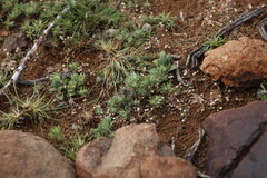 Ifloga polycnemoides