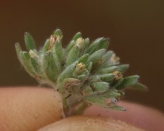 Ifloga polycnemoides