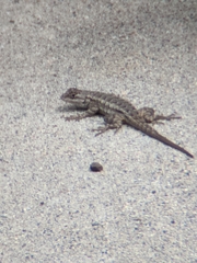 Sceloporus occidentalis