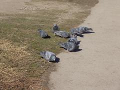 Columba livia domestica