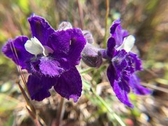 Delphinium decorum
