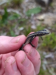 Platysaurus intermedius rhodesianus