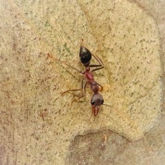Myrmecia forficata
