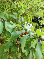 Cratoxylum cochinchinense