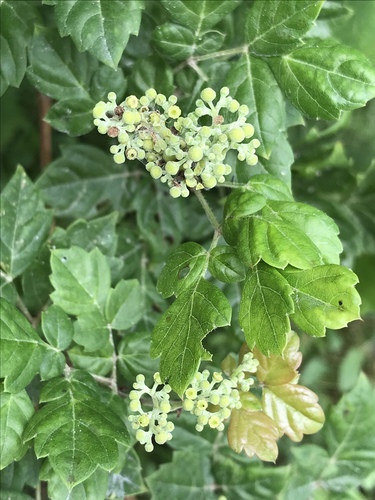 nekemias arborea