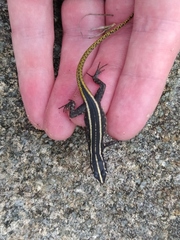 Platysaurus intermedius rhodesianus