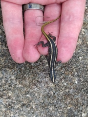 Platysaurus intermedius rhodesianus