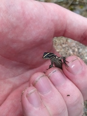 Platysaurus intermedius rhodesianus