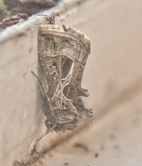 Thysanoplusia daubei