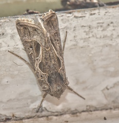 Thysanoplusia daubei