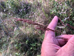 Sorghum leiocladum