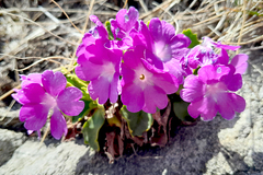 Primula hirsuta