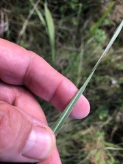 Sorghum leiocladum