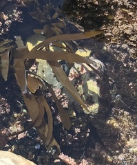 Lessoniaceae