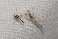 Chaoborus punctipennis