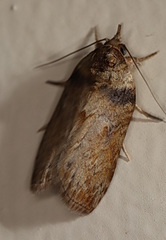 Nycteola indica