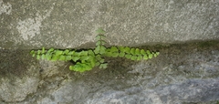 Asplenium trichomanes