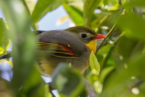 Leiótrix piquirrojo (Leiothrix lutea)