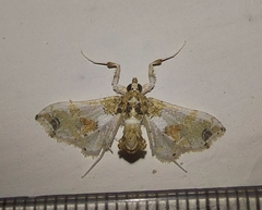 Leucinodes orbonalis