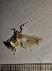 Leucinodes orbonalis