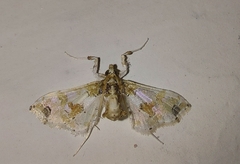 Leucinodes orbonalis