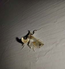 Leucinodes orbonalis