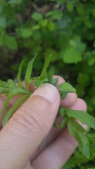 Papaver heterophyllum