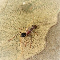 Myrmecia forficata