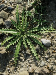 Neotorularia torulosa